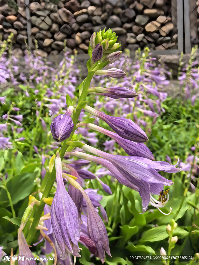 玉簪花绽放的清新景致