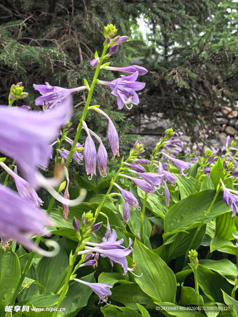 玉簪花