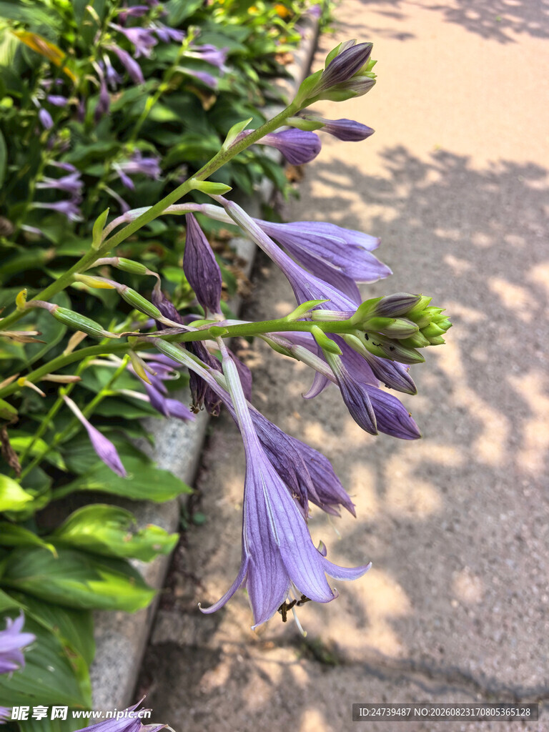 玉簪花绽放的清新景致