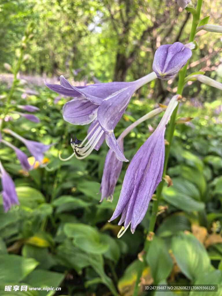 玉簪花