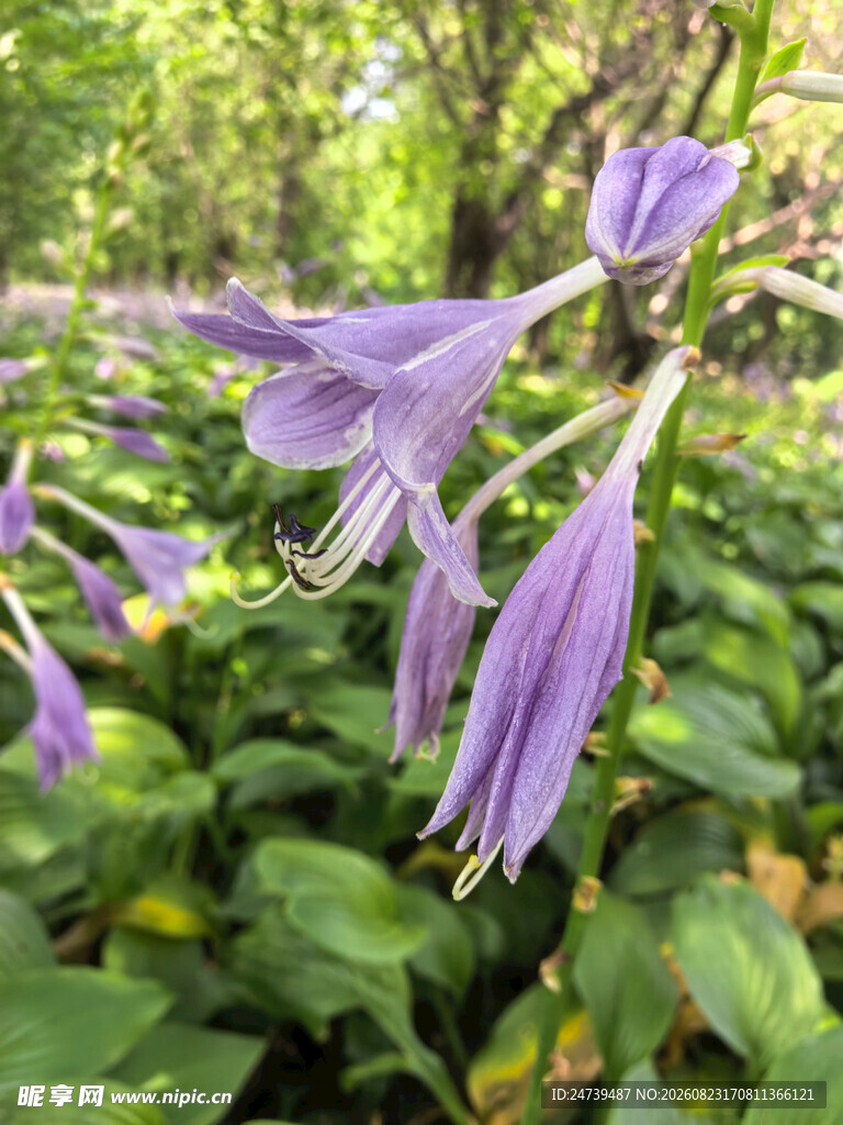 紫色玉簪花绽放于绿叶间