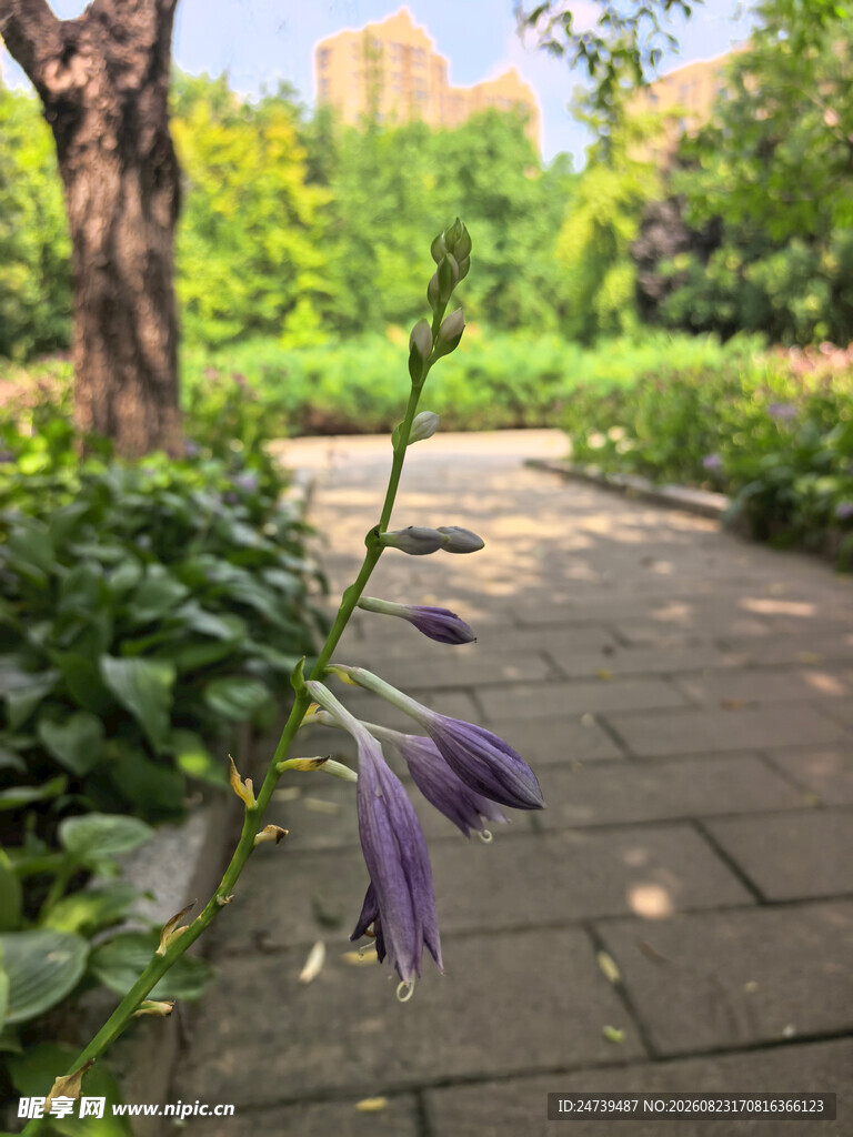 玉簪花