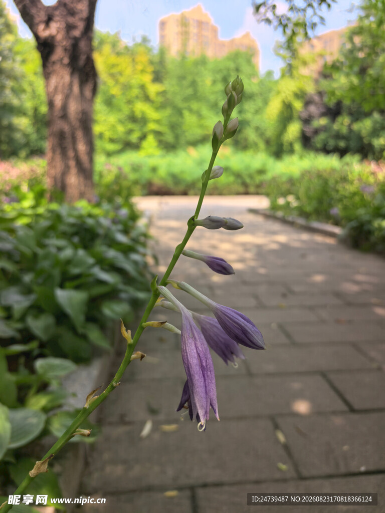 玉簪花