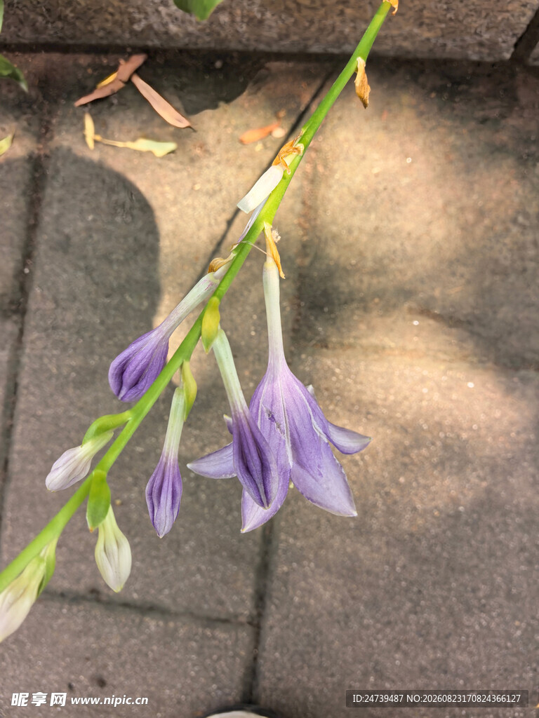 玉簪花
