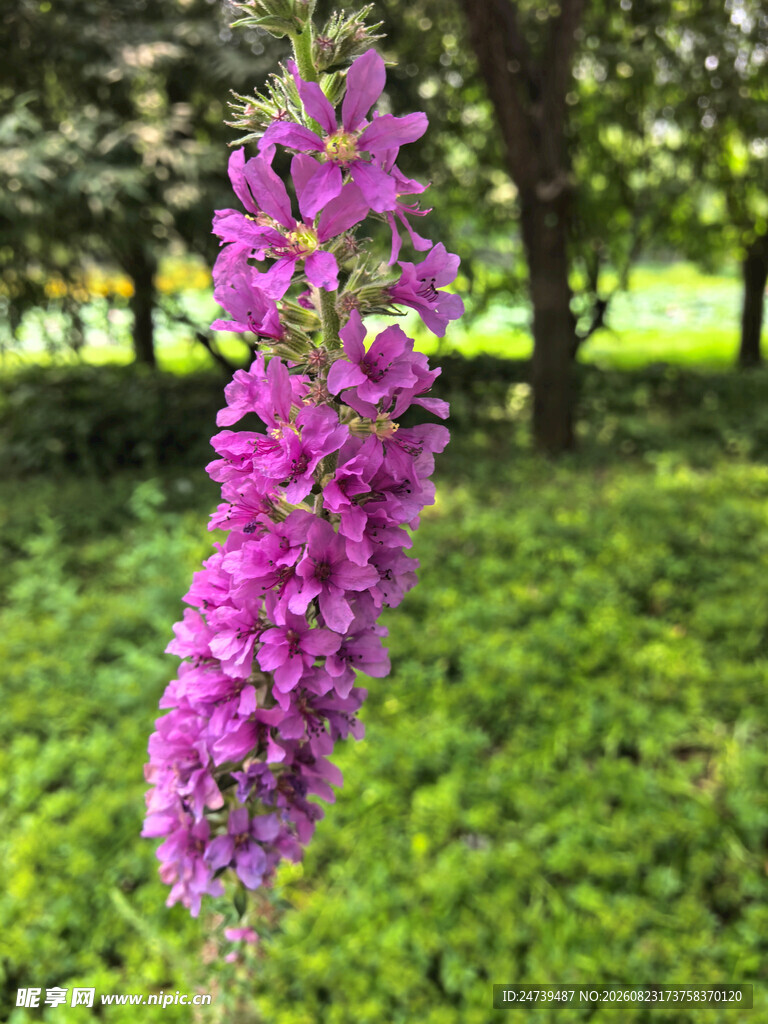 紫色千屈菜绽于绿野