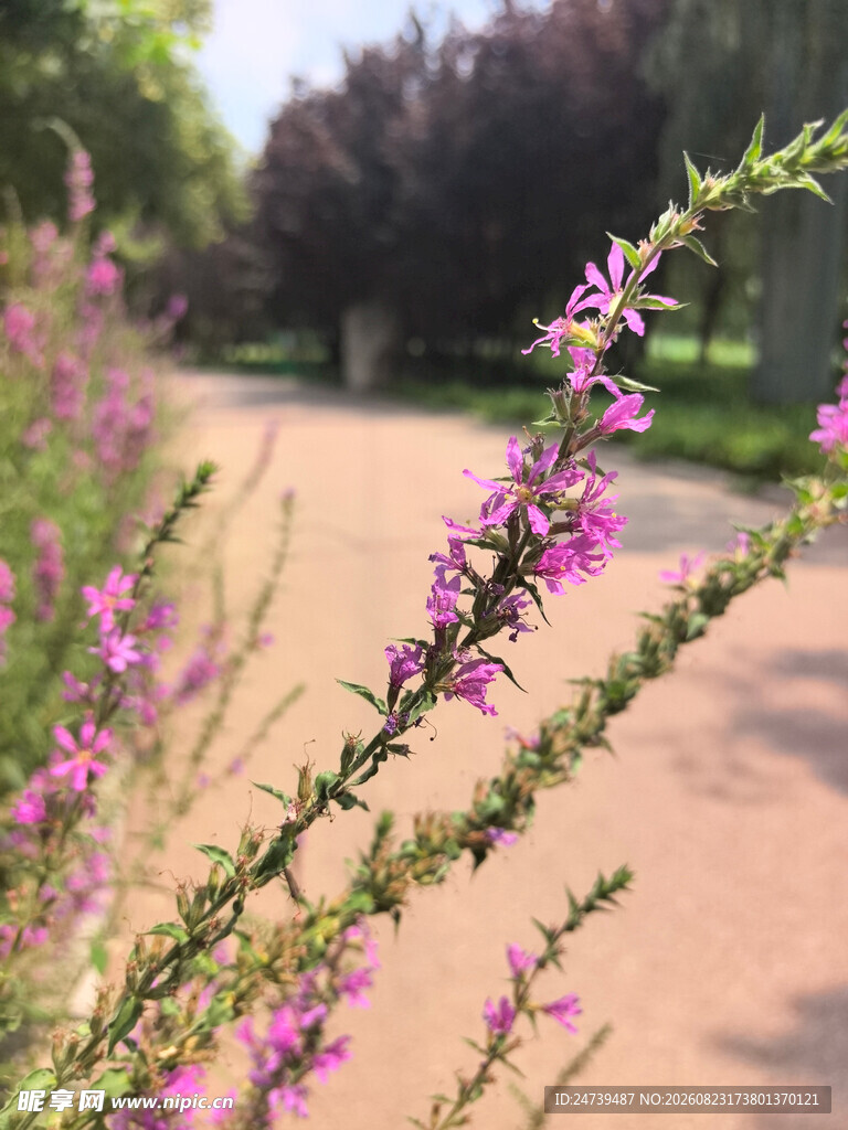 路边绽放的紫色千屈菜