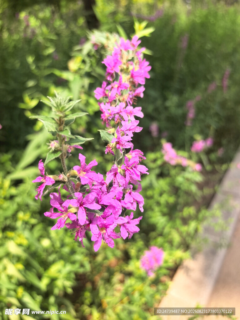 紫色千屈菜绽放于绿野间