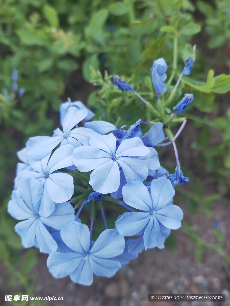 蓝色绣球花绽放