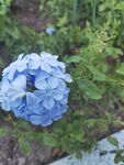 蓝色绣球花绽放于绿叶间