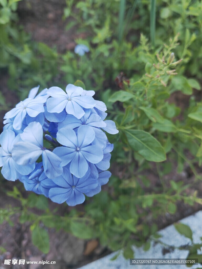 蓝色绣球花绽放于绿叶间