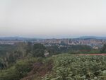 城郊风景 绿植与建筑远景