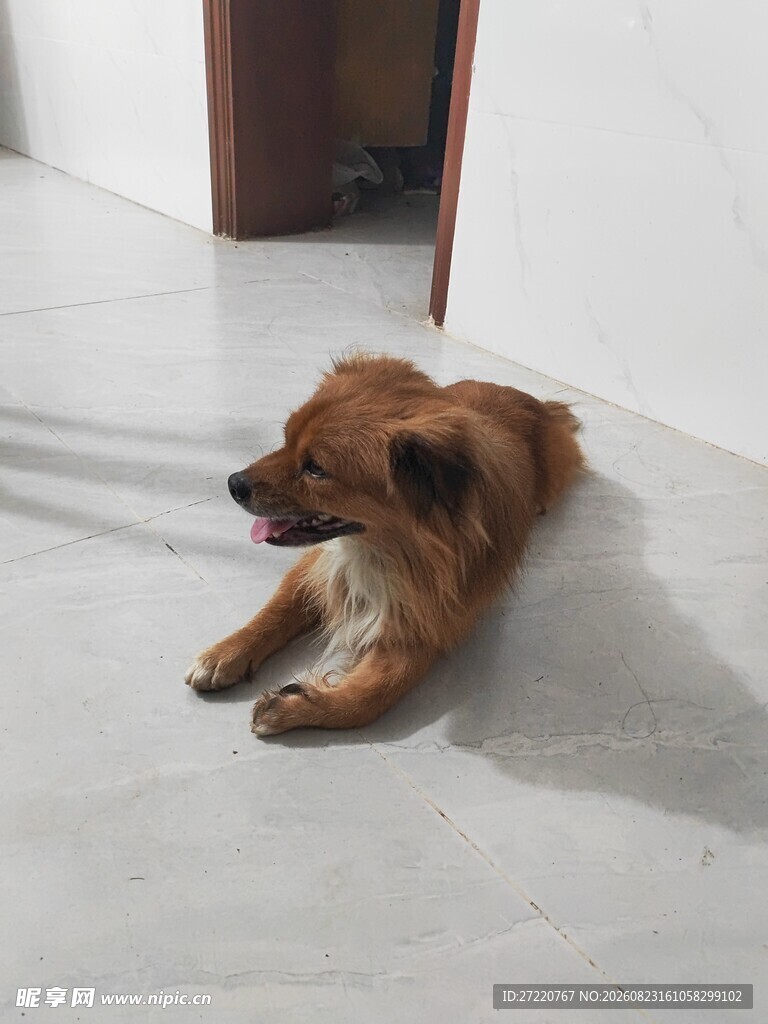 趴着的棕色小狗