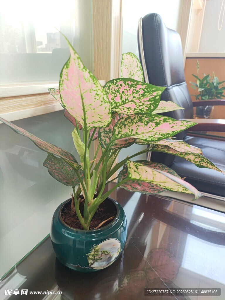 办公桌上的多彩盆栽