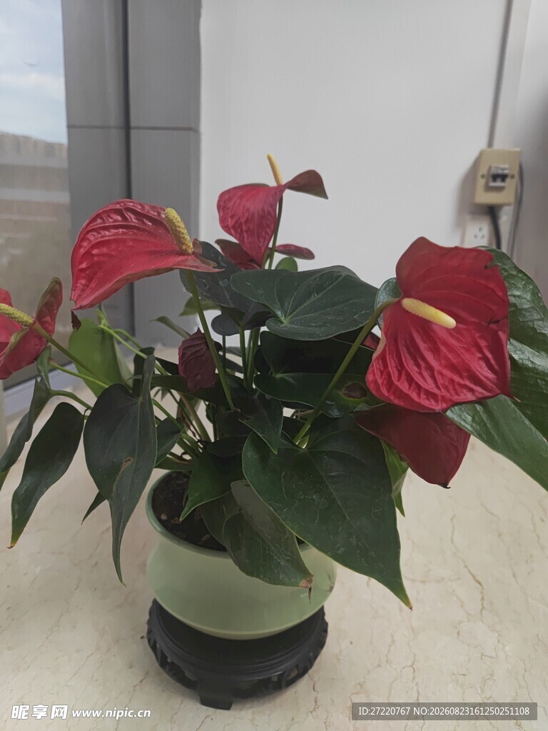 红掌盆栽绿意盎然