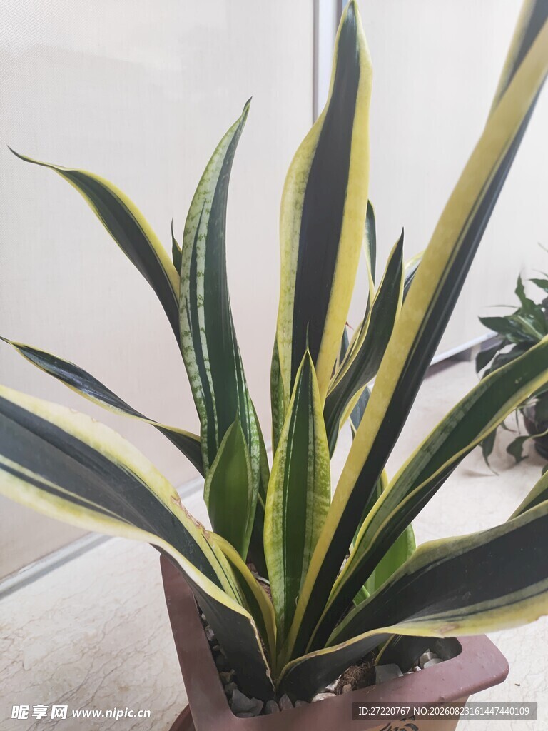 金边虎皮兰盆栽