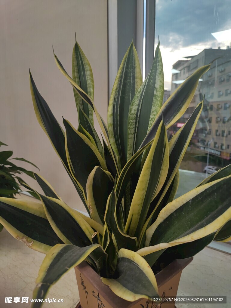 室内虎皮兰盆栽