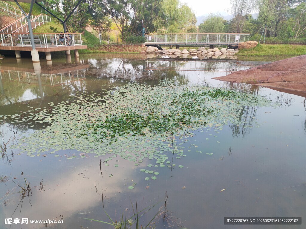 湖畔桥景 水生植物点缀