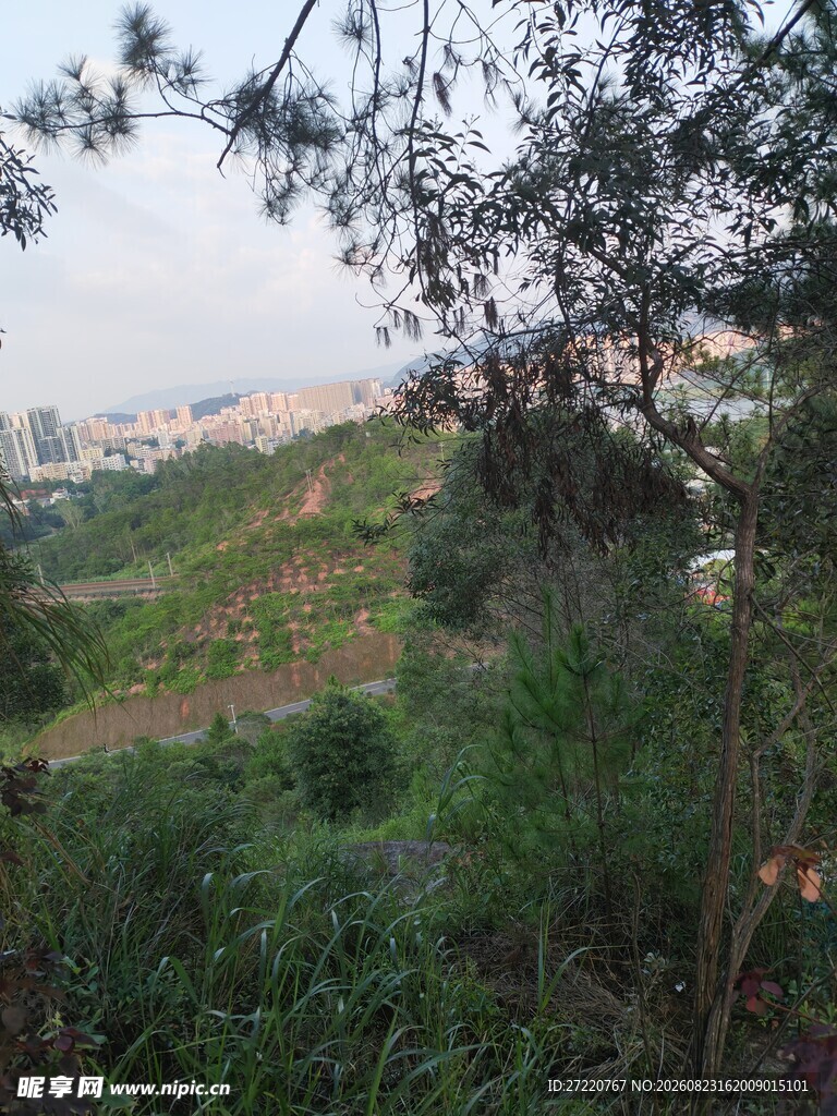 山坡绿植景观