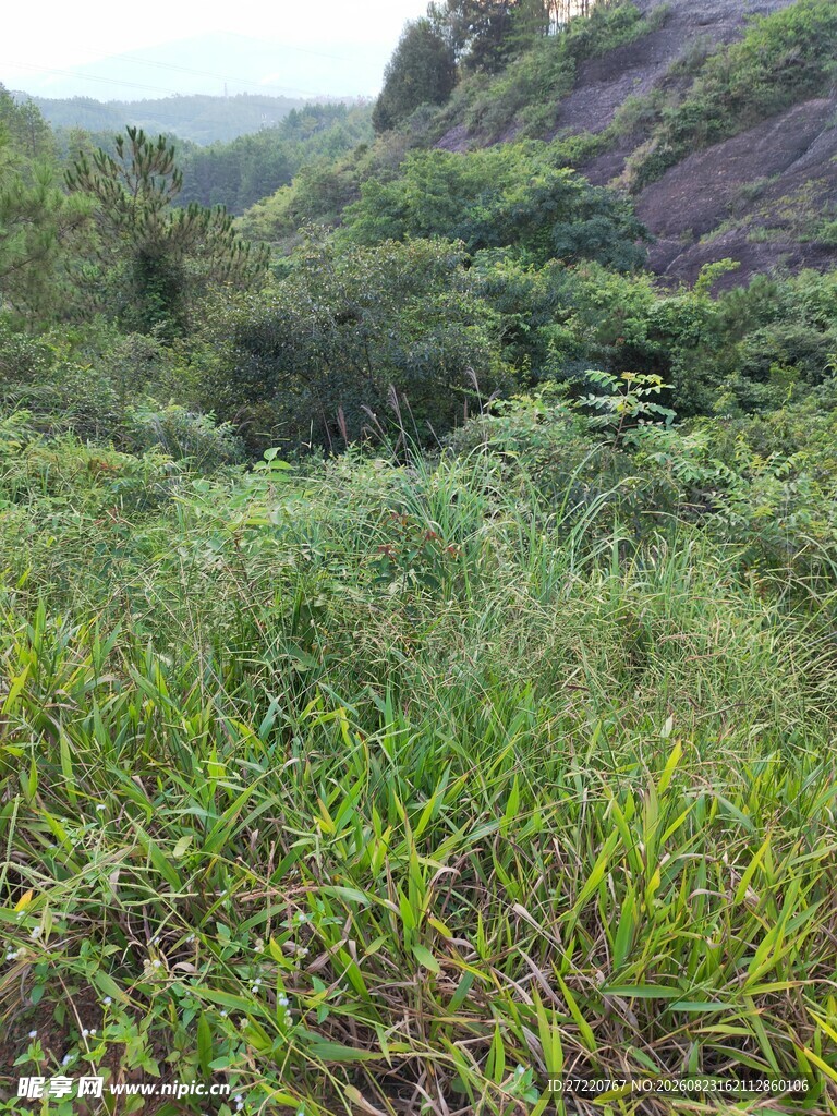 山间繁茂草地景色