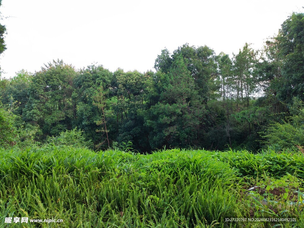 绿意盎然的野外植被景观