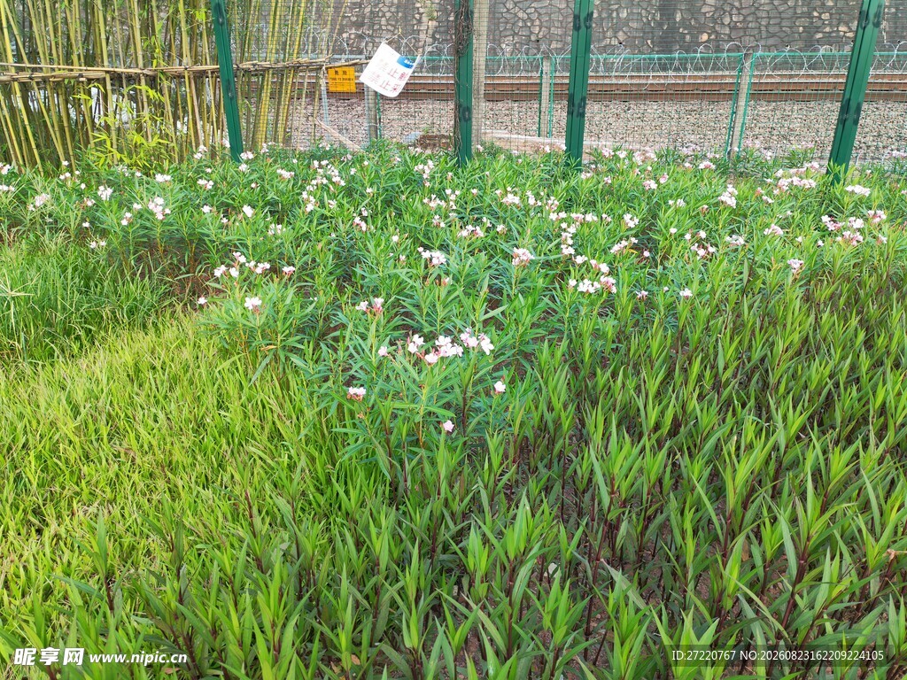 围栏边的葱郁花草