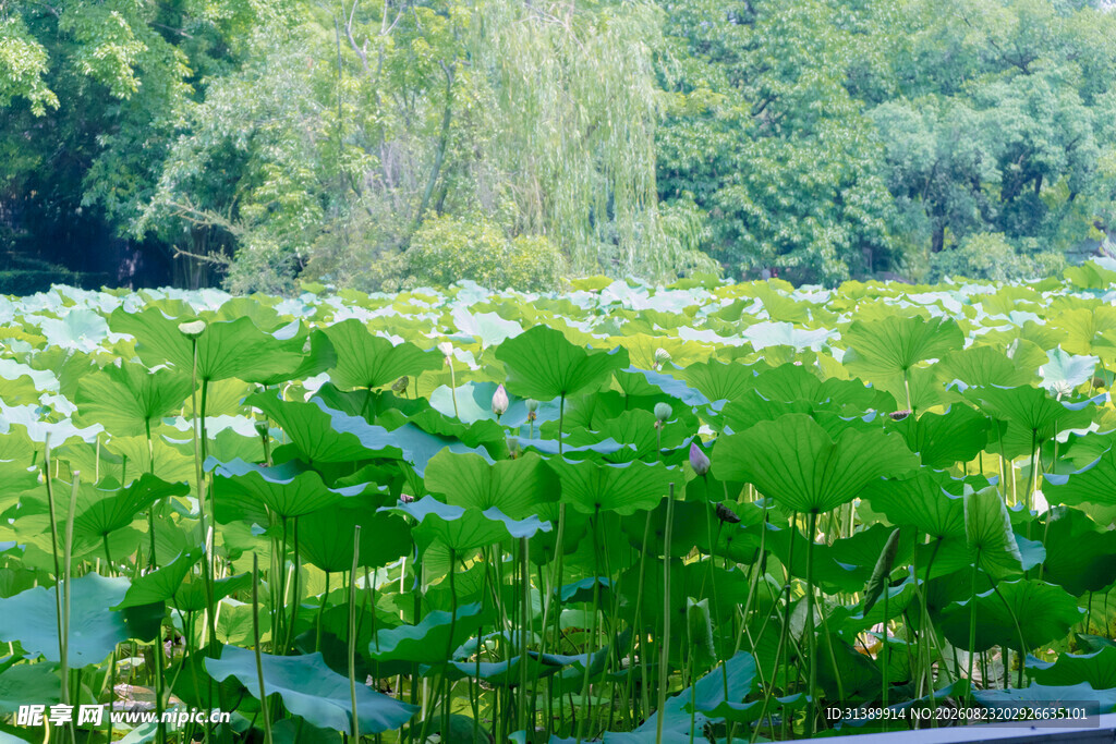 夏日荷塘绿意盎然