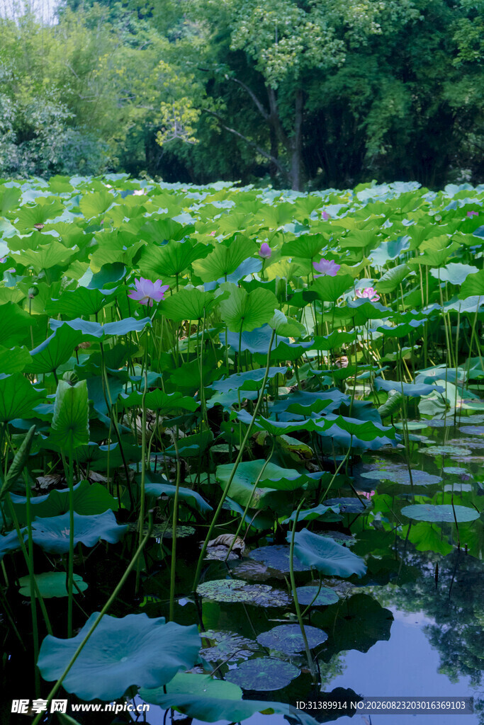夏日荷塘美景