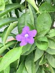 紫色小花绽放绿叶间