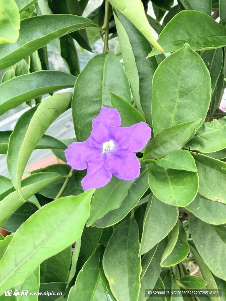 紫色小花绽放绿叶间