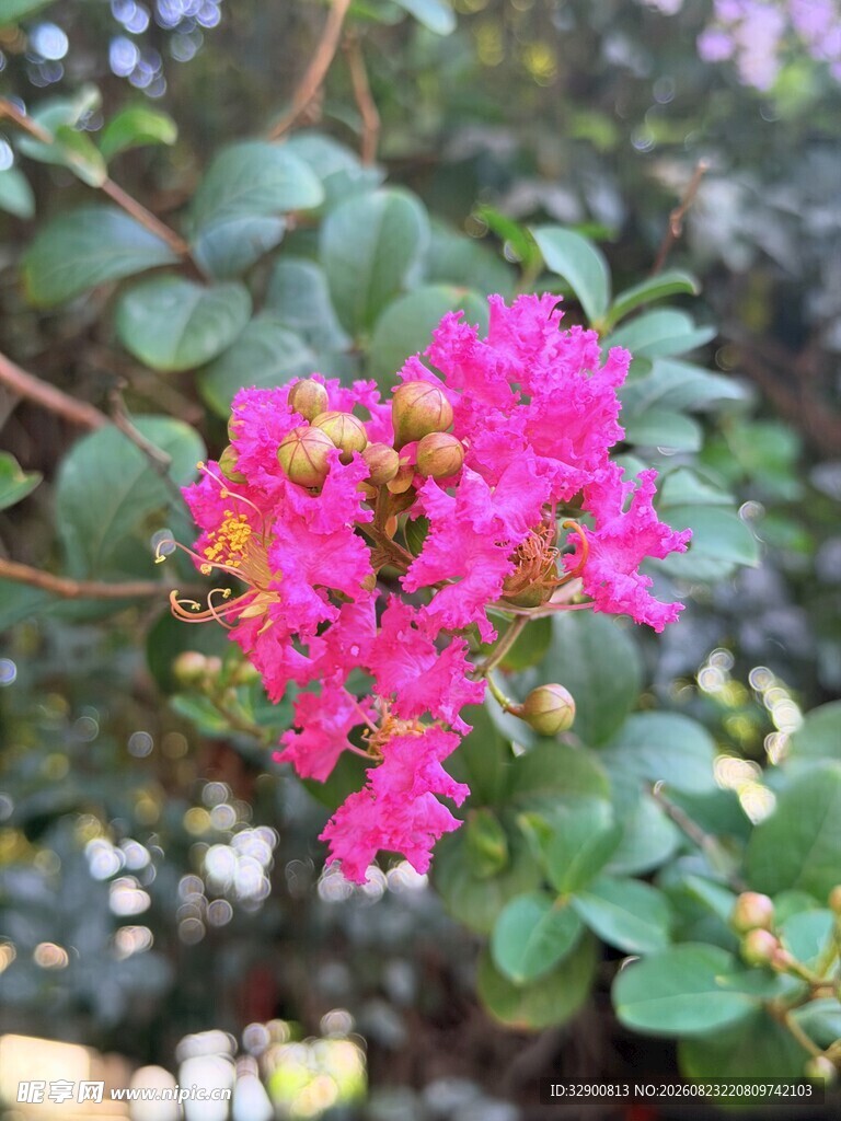 紫薇花