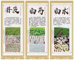 中药材海报
