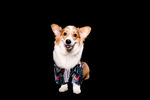 穿着花衣服的可爱柯基犬