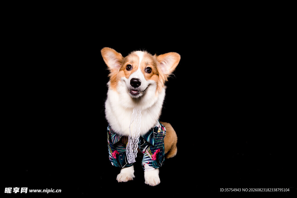 穿着花衣服的可爱柯基犬