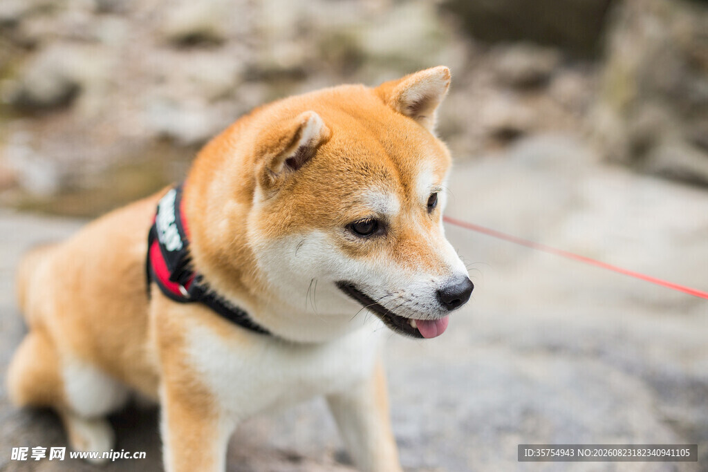 可爱柴犬户外惬意模样