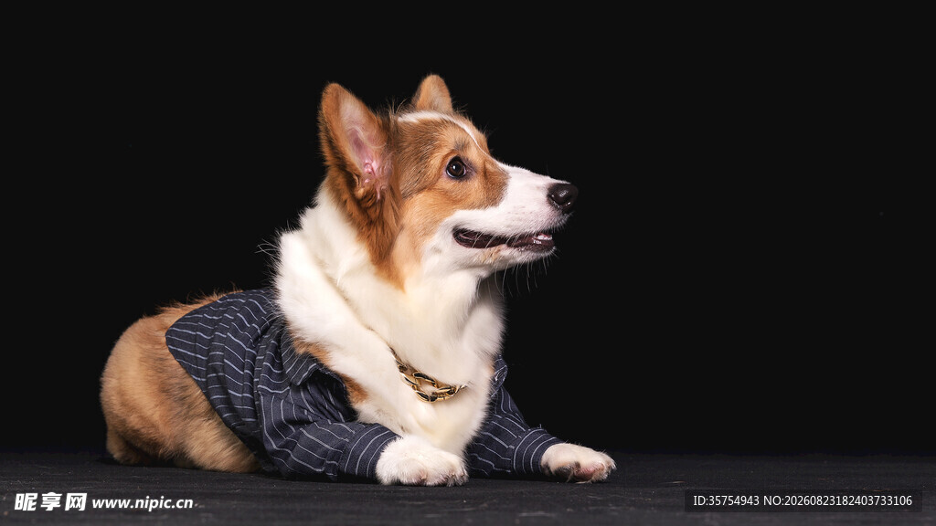穿着毛衣的可爱柯基犬