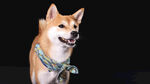 可爱柴犬佩戴彩色绳饰
