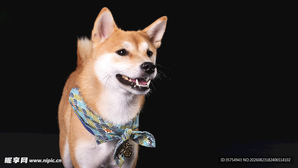 可爱柴犬佩戴彩色绳饰