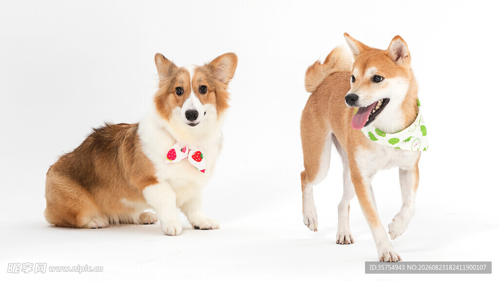 可爱双犬萌态尽显