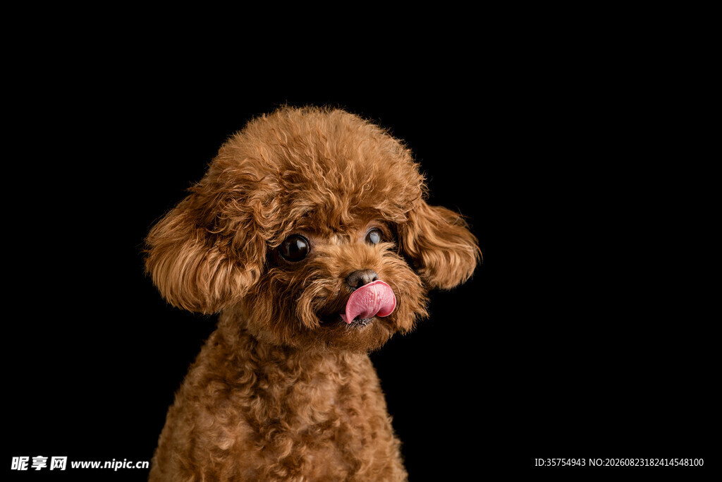 吐舌的可爱棕色泰迪犬