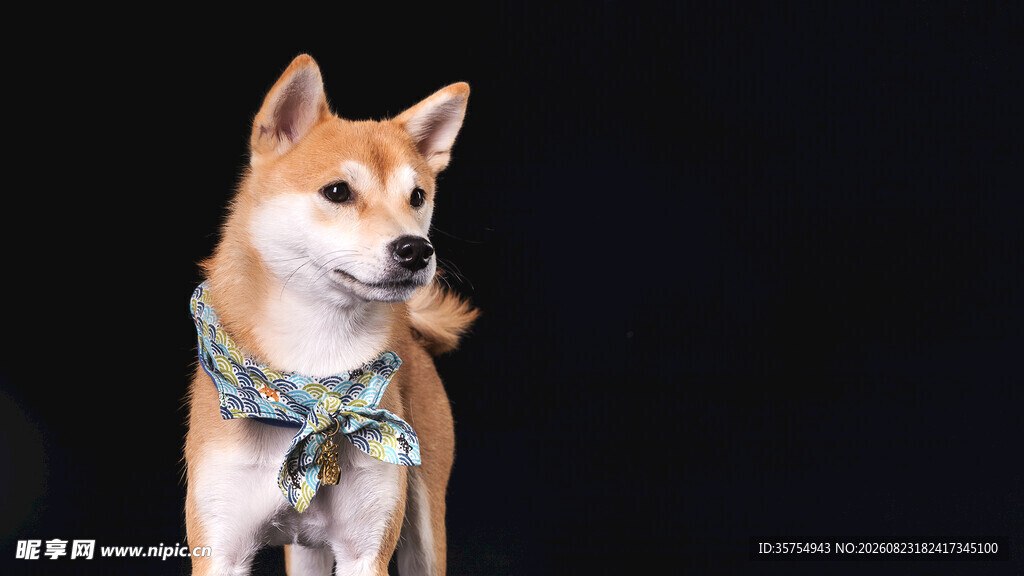 可爱柴犬佩戴精致饰品