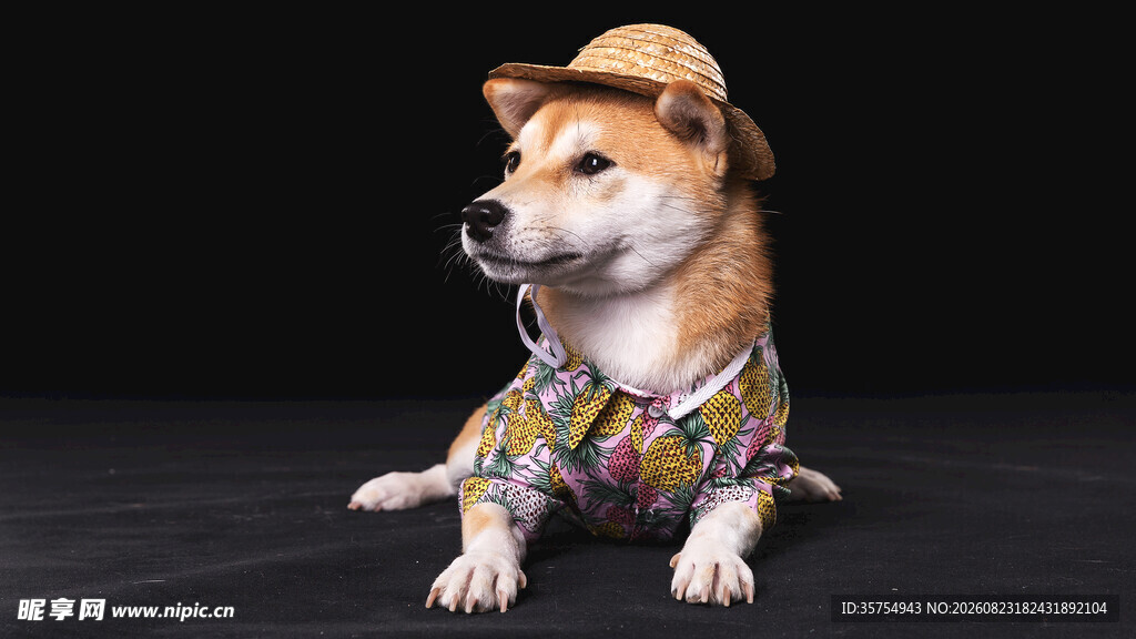 时尚装扮的可爱柴犬