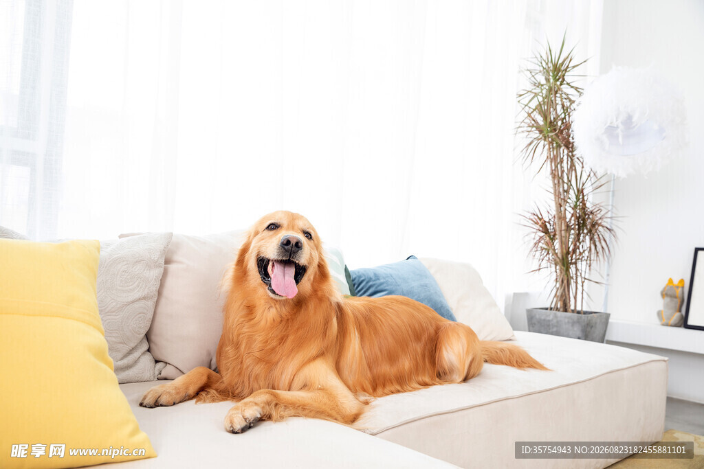 沙发上惬意的金毛犬