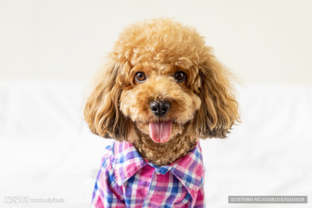 穿格子衣的可爱泰迪犬