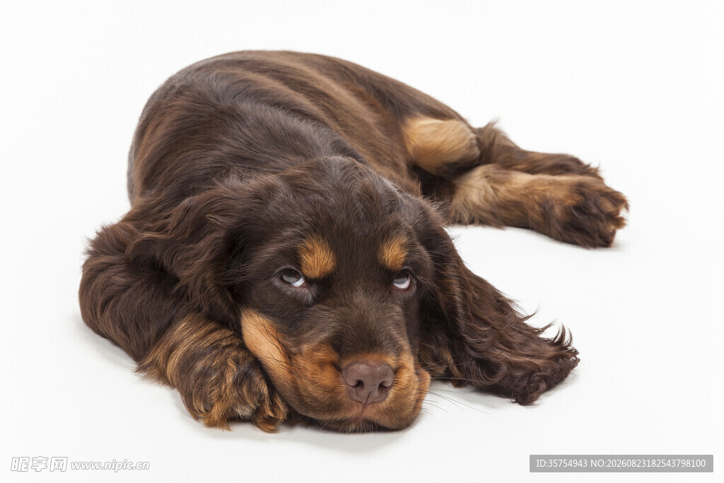 趴着的可爱棕色幼犬