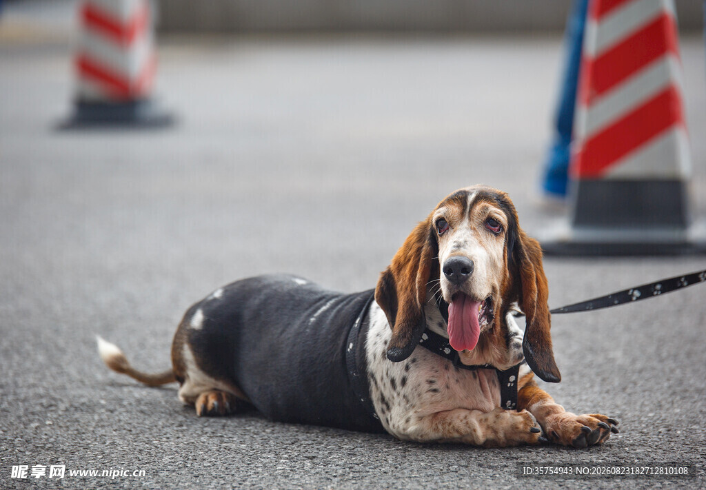 路边趴着的可爱猎犬