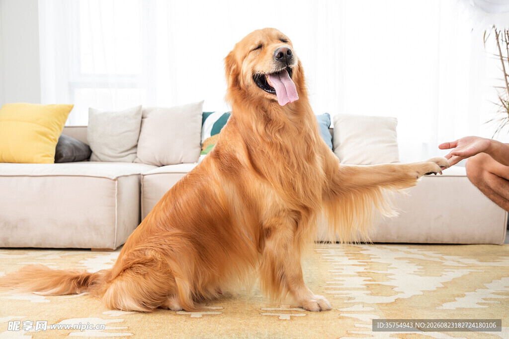 金毛犬与人愉快互动