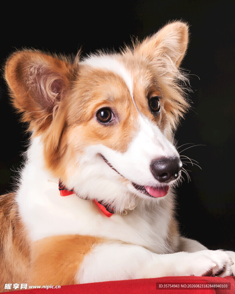 可爱柯基犬露出开心笑容
