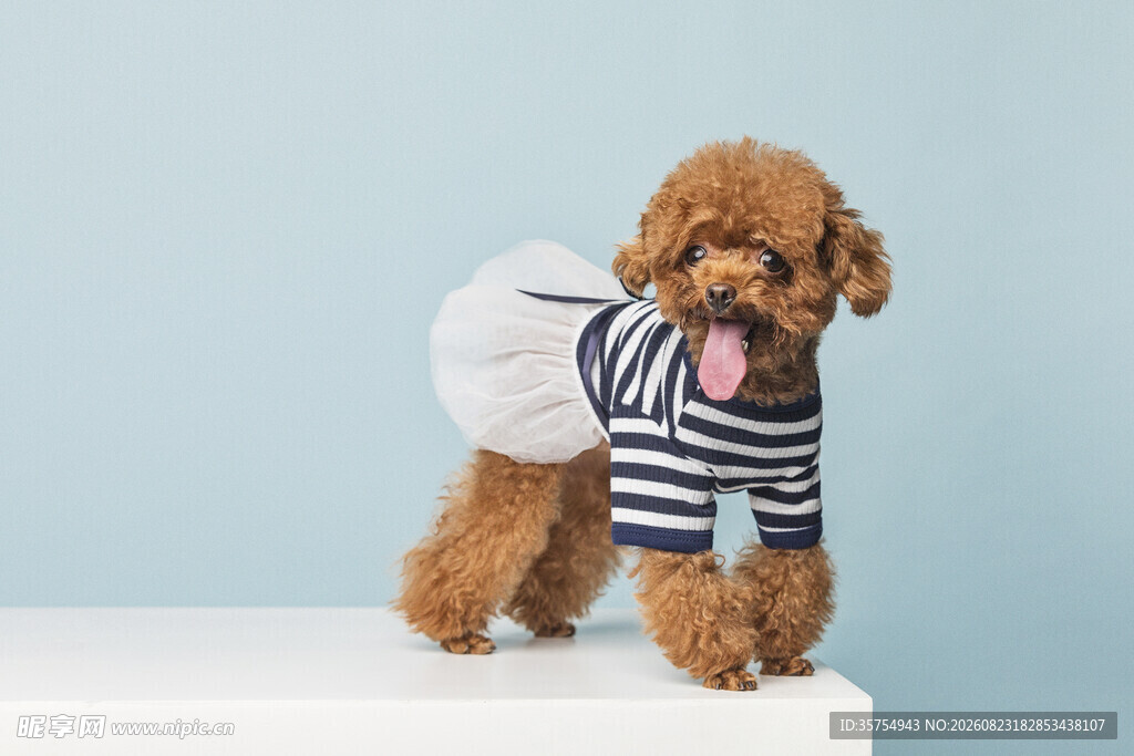 穿条纹衣的可爱泰迪犬