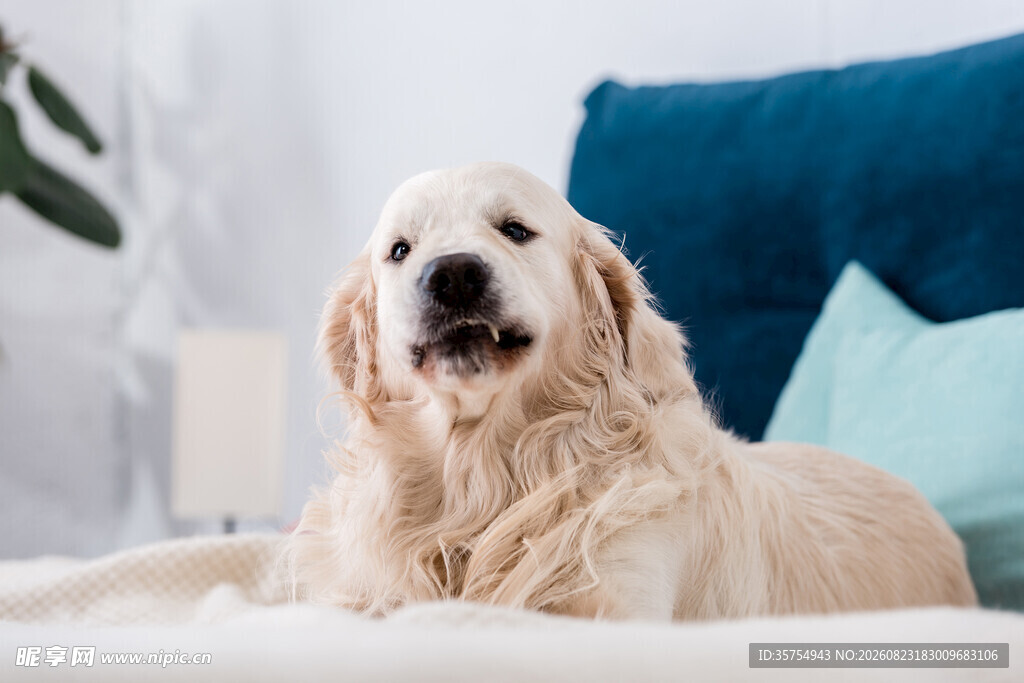 床上惬意的金毛犬