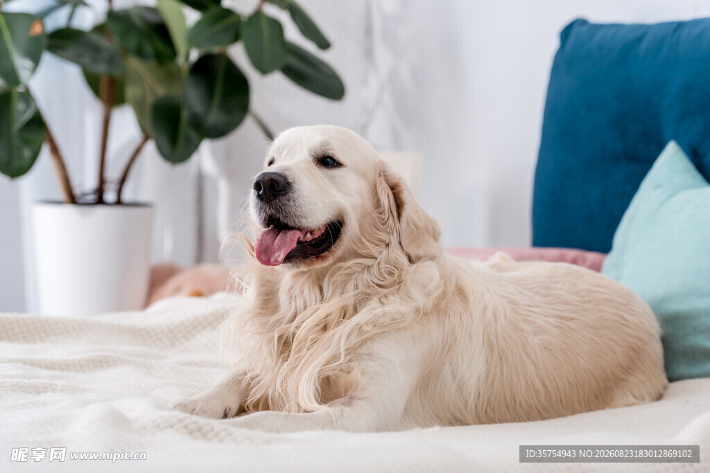 金毛犬惬意躺卧在室内